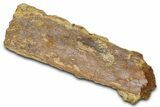 Fossil Dinosaur Rib and Ossified Tendon - Wyoming #381168-1